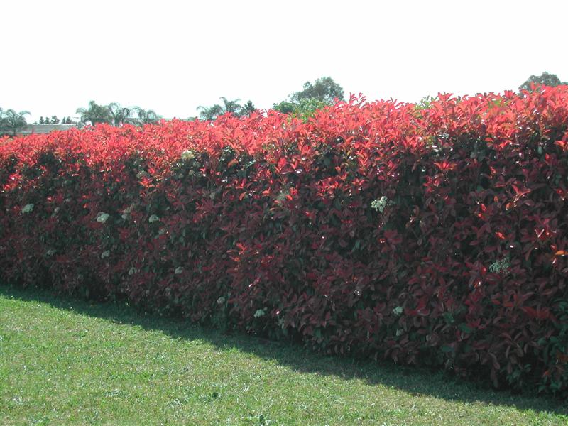 haie-photinia-red-robin